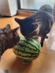 クンクン、、、、と