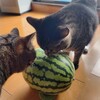 クンクン、、、、と