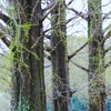 雨上がりの公園④