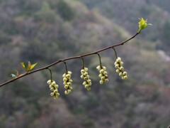 キブシ 。。。。春の山