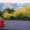 ミモザのある街