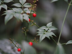 我が家の南天