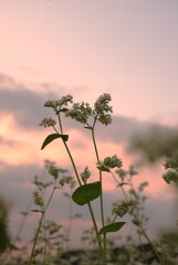夕映えの蕎麦の花