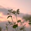 夕映えの蕎麦の花