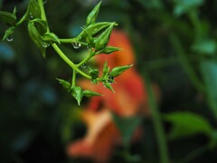 ノーゼンカズラ・第２弾　②