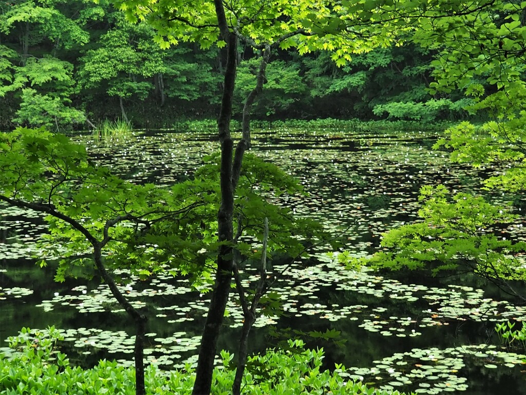 初夏の香り