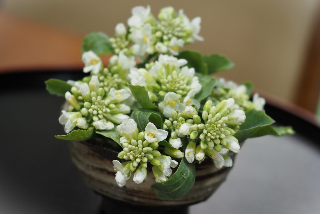 白い花シリーズ62