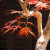 赤い芽吹き