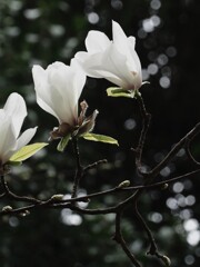 白い花でお祝い