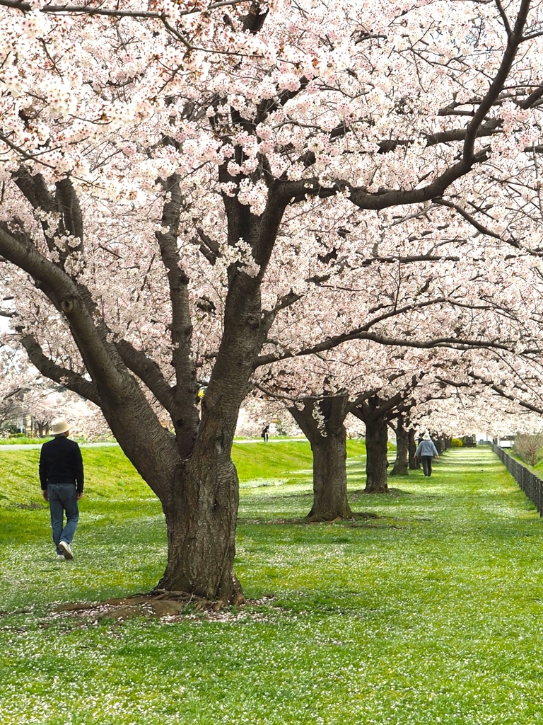 桜並木