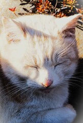 ぽかぽか昼寝日和