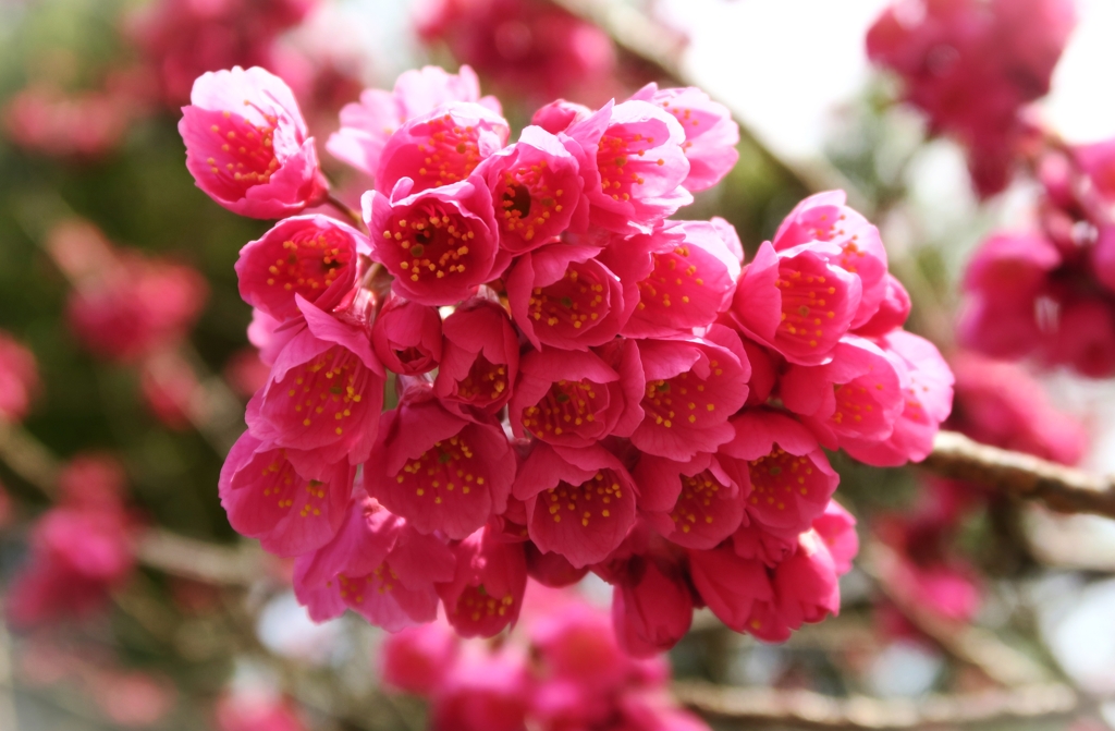 燃える花