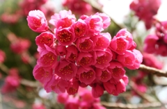燃える花