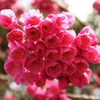 燃える花