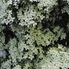白い花シリーズ㉕