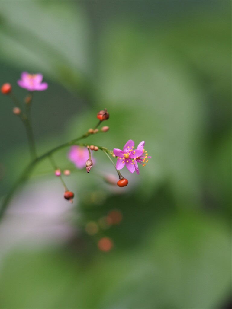 小さな天使☆