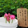 ぐう糸蓮①