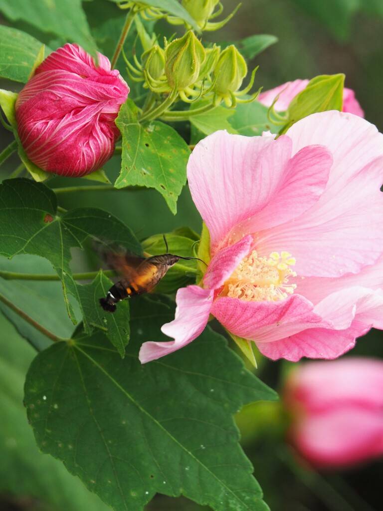 酔芙蓉
