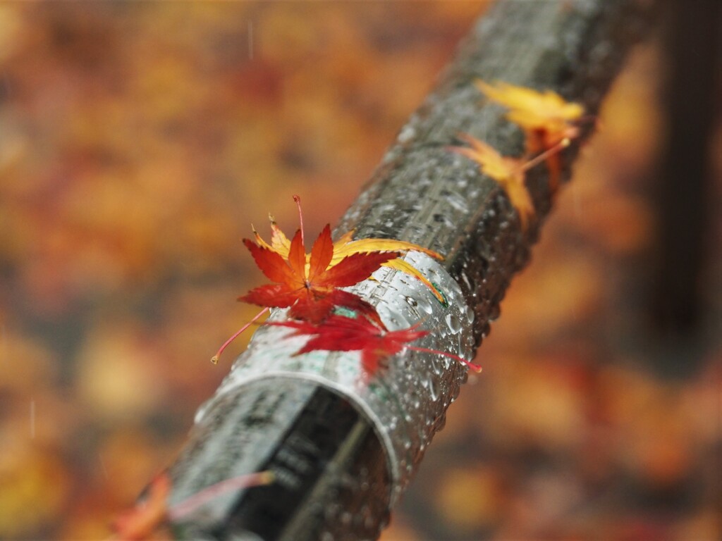 雨・風の後