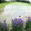 田んぼが息づく頃