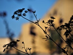 夕日のあたる家