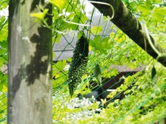 まだまだ、いけますよー