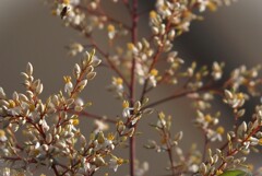 白い花シリーズ㉔