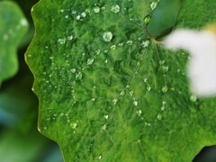 第一葉っぱ発見