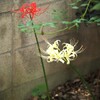 ポツンと二輪
