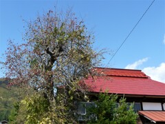 ナツメの木のある家