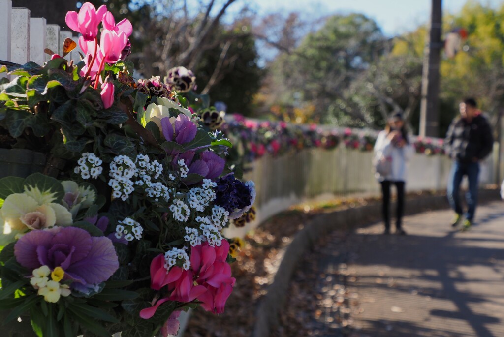 花と歩く冬日