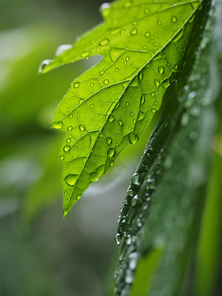 終日・雨