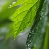 終日・雨