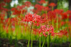 巾着田の彼岸花③