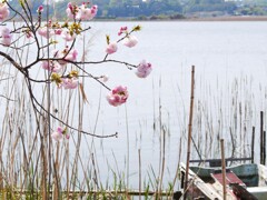 春ウララ～～♪