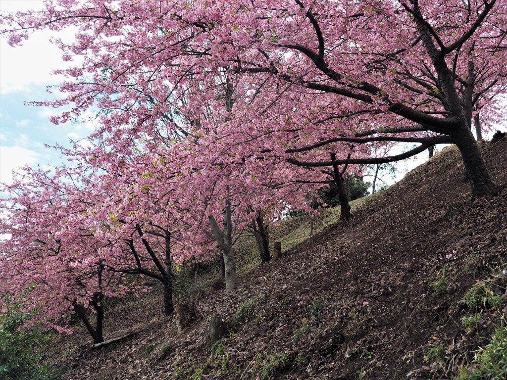 満開の河津桜