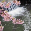 小さな滝と河津桜
