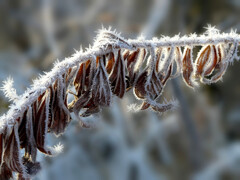 凍てつく朝（2）