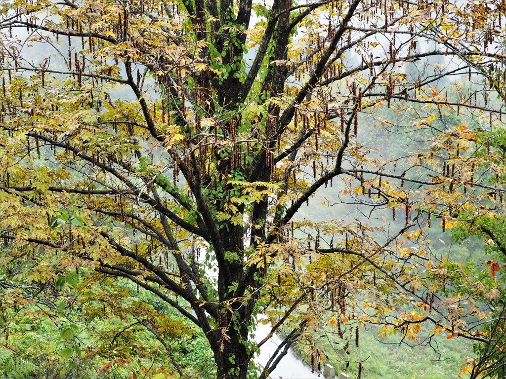 サワグルミ（沢胡桃）