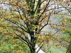 サワグルミ（沢胡桃）