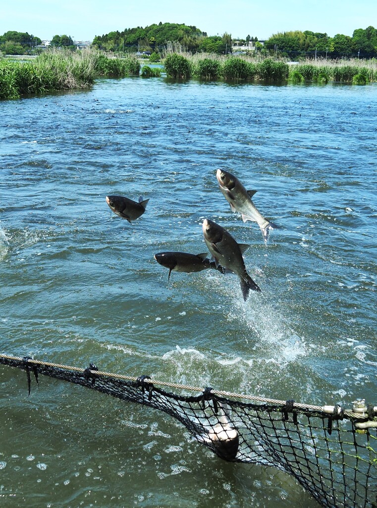 ハクレンの乱舞