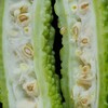 苦みの美学