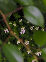 白い花シリーズ⑪