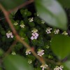 白い花シリーズ⑪