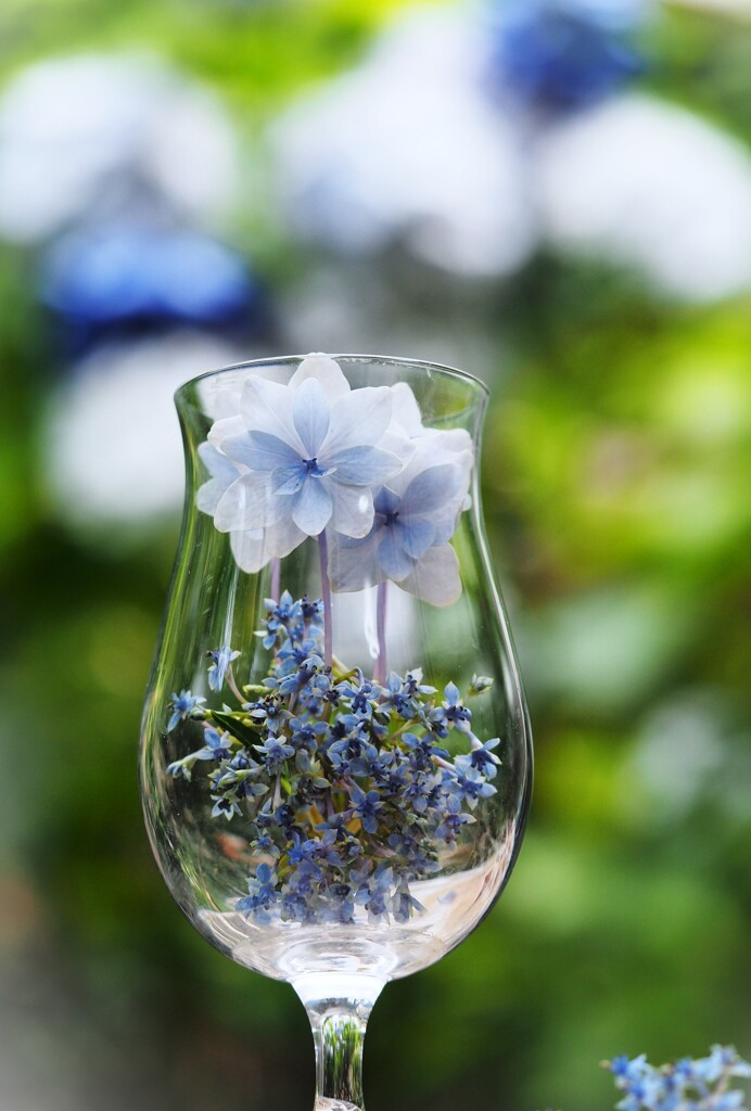 アジサイの中の紫陽花