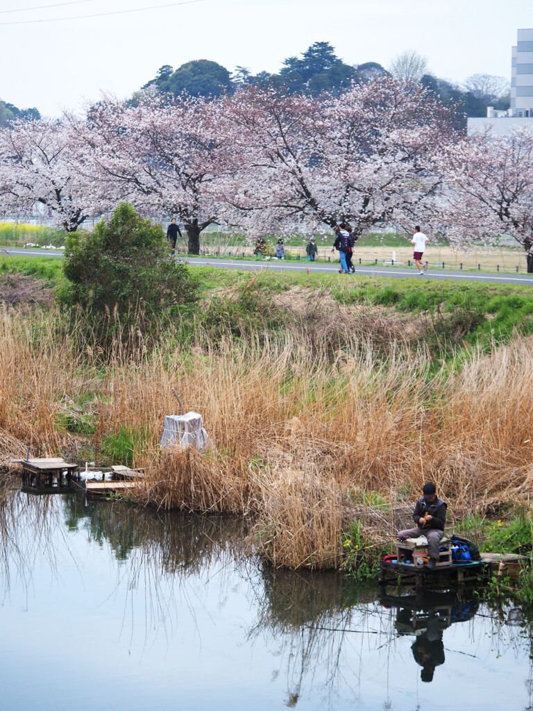 お花見日和①