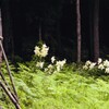 初夏の便り③