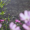 家庭菜園とコスモス