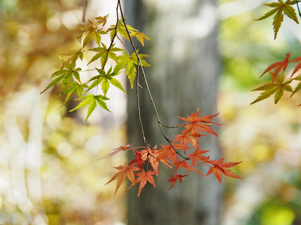ほっこりと・・