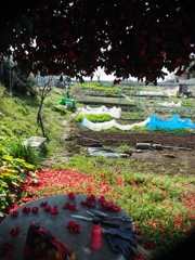 家庭菜園